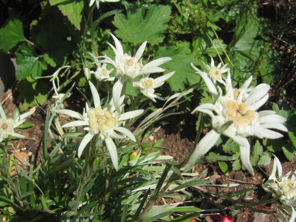 Leontopodium alpinum (Schnee-Edelweiß)